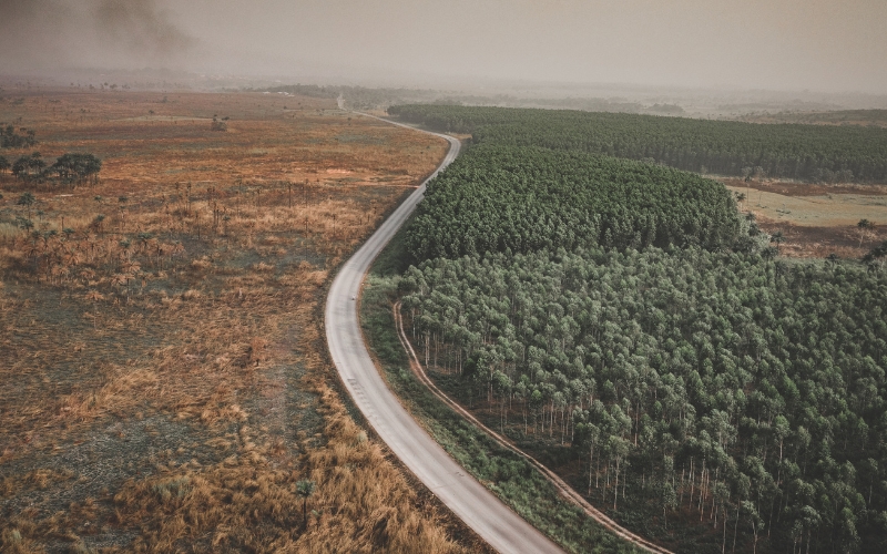 The Impact of Deforestation and How to Combat It